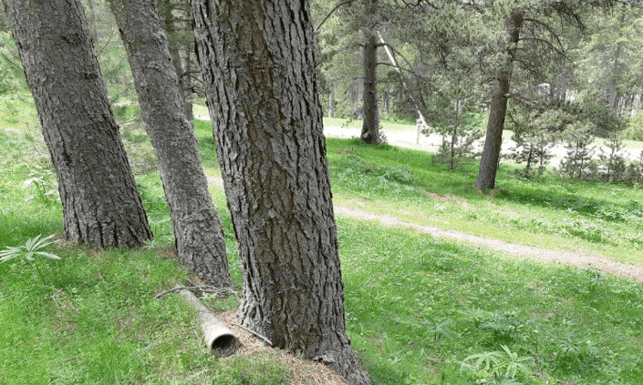 Canonada d'uralita abandonada al bosc, a la zona del llac de La Molina