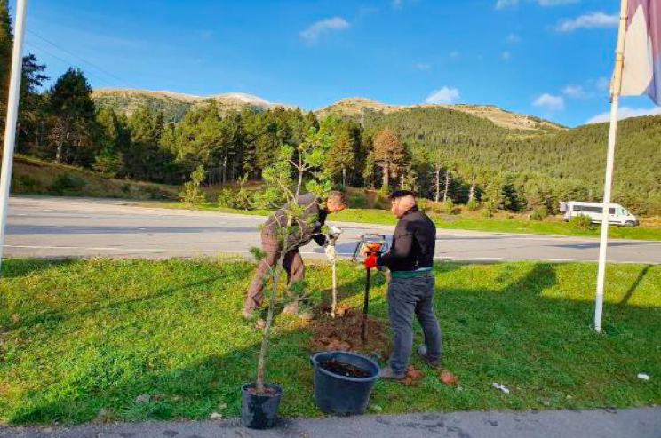 Plantació d'arbres al parking Alp 2500
